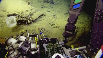 Media type: image;   Invertebrate Zoology 153111 Description: live specimen;
